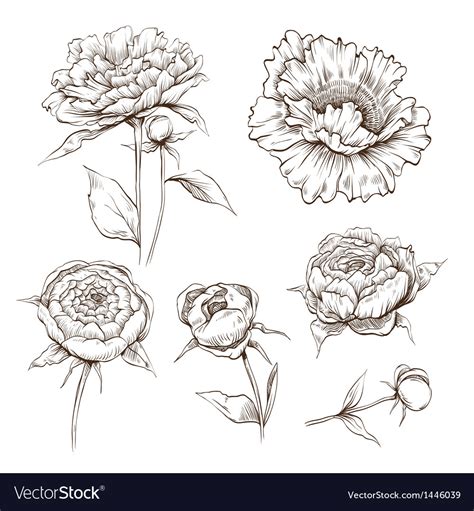 Hand Drawn Peony Flowers Set Royalty Free Vector Image