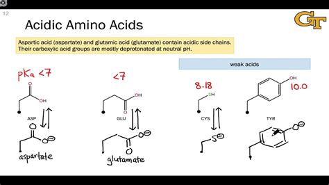Acidic And Basic Amino Acids Youtube