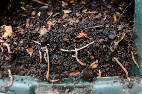 Uks 5 Best Wormery Bins Reviewed Jul 2020 Upgardener