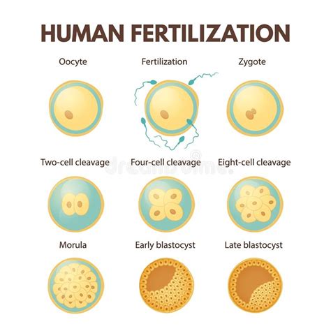 Human Fertilization Diagram Stock Vector Illustration Of Person