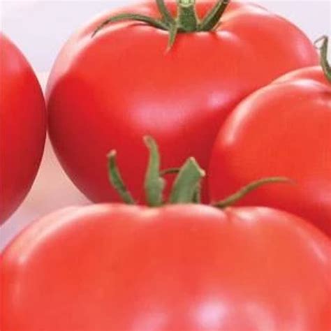 Organic Beefsteak Tomato Seeds ~25 Seeds Non Gmo Open Pollinated