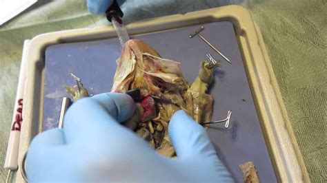 Inflating A Frog Lung During Dissection Youtube