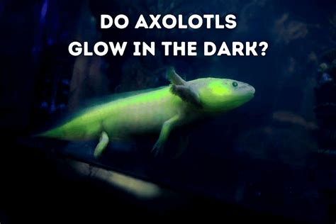 Do Axolotls Glow In The Dark Gfp Axolotl Pets From Afar