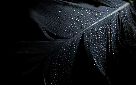 Looking for the best black backgrounds? Black Feather Background Wallpaper | HD Wallpapers