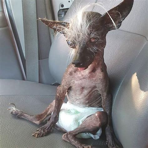 Ugly puppies ugly dogs dogs and puppies ugly dog breeds doggies ugly animals cute elwood, the world's ugliest dog, had a beautiful life. 50 Dogs So Ugly They're Actually Cute | Best Life