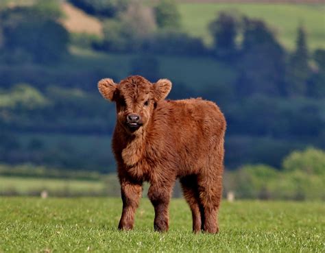 Scottish Highland Cattle Baby