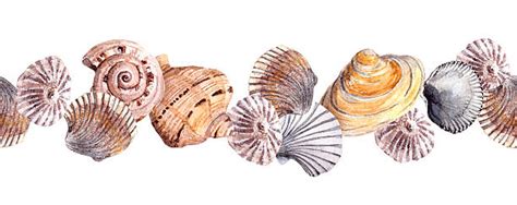 Seashell Border Pictures Illustrations Royalty Free Vector Graphics