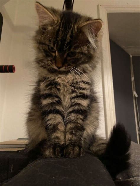 Stunning Maine Coon X Norwegian Forest Kittens In Southampton
