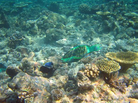 Diving Maldives 2009 Parrotfish Christian Jensen Flickr