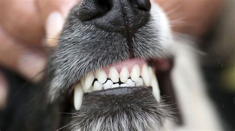 How To Stop Puppy Biting And Train Bite Inhibition American Kennel