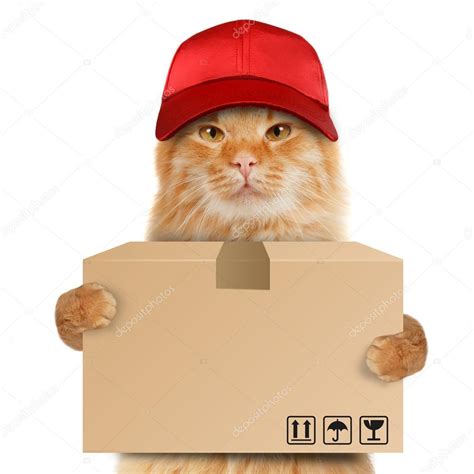 Petpeople is your local pet supply store. Funny cat - delivery service — Stock Photo © funny_cats ...