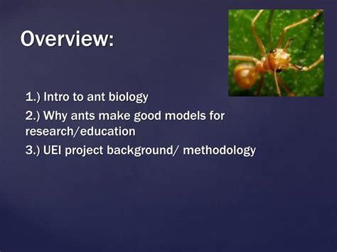 Ppt Ants And The City Powerpoint Presentation Free Download Id2425166