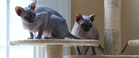 Granny's green, bodmin pl31 1dh | cats for sale by dace felse kandeasa. Hairless Cats: Sphynx Kittens for sale