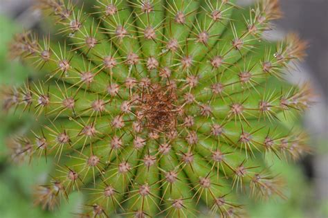 Cactus Verde Planta Foto Gratis En Pixabay Pixabay