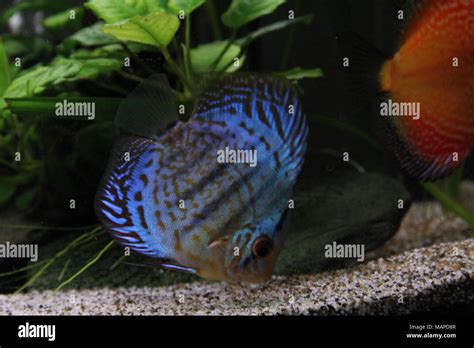Blue Discus Fish In Tropical Freshwater Aquarium Stock Photo Alamy