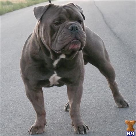 Bulldogs are very devoted to their families and make excellent watchdogs because of their courageous nature. blue bulldog stud. dream dog. | Bully breeds dogs, Bulldog ...