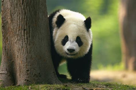 Giant Pandas No Longer Endangered But Gorillas Close To