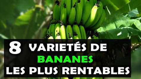 Agriculture Voici Les 8 Variétés De Bananes Les Plus Rentables à Cultiver En Afrique Youtube