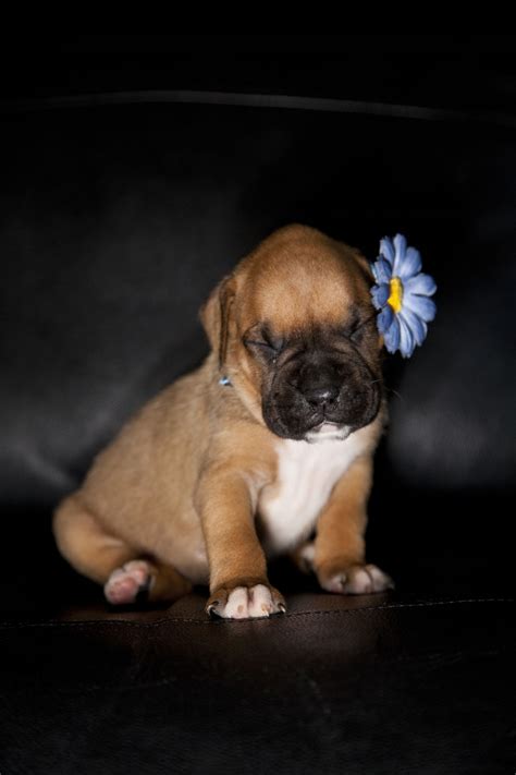 Meet The Miniature Boxer A Mix Breed Of Boxer And Boston Terrier