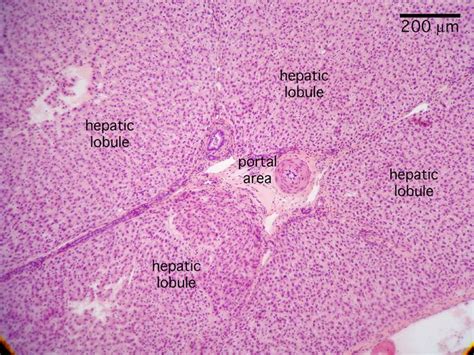 Pin Em Histology Liver