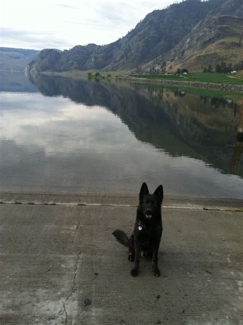 Check spelling or type a new query. Dave is Thankful For Ringo | Vom Banach K9 - German ...