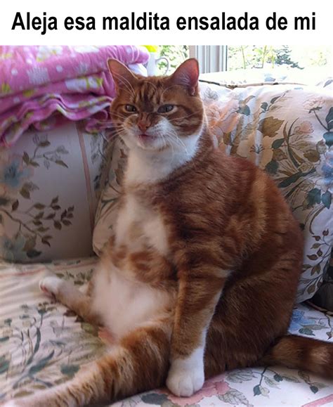 Listamos 5 virais de meme do gato, mas a internet está lotada de situações engraçadas com pets. 21 divertidos memes de gatos que te harán decir: ese soy yo