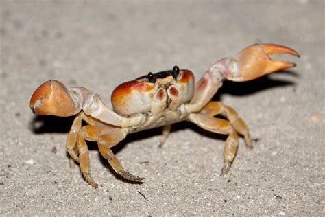 Crab On Beach Free Stock Photo Public Domain Pictures