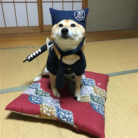 Ninja Shiba Shibes Shiba Inu Cute Dogs Japanese Dogs