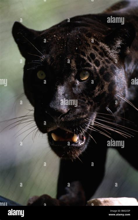 Close Up Of A Black Jaguar Panthera Onca Stock Photo Alamy
