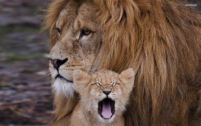 Lion Cub Cubs Wallpapers Animal Desktop Backgrounds