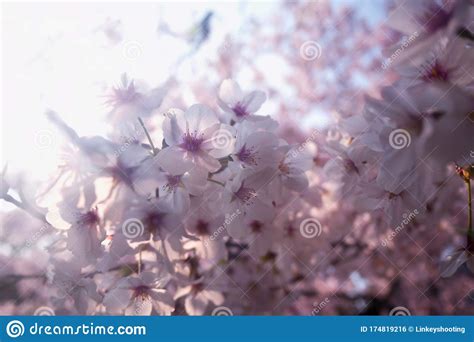 When Spring Comes Cherry Blossoms Are Blooming Stock Photo Image Of