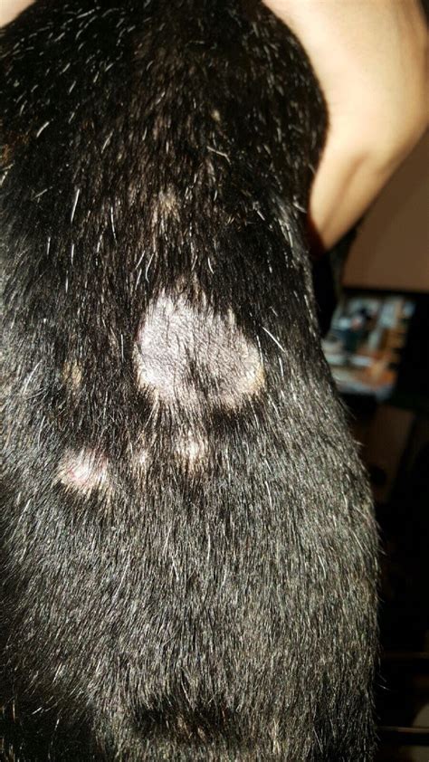 Why Does My Puppy Have Bald Spots