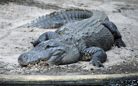 American Alligator (Alligator mississippiensis) | The Americ… | Flickr