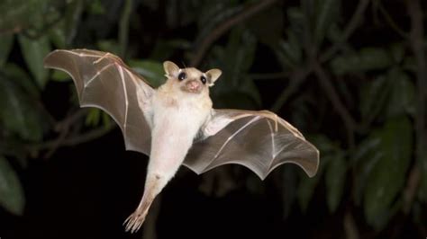 7 Myths About Bats Mental Floss