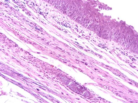 Histology Of Cartilage Human Tissue Stock Image Image Of Science