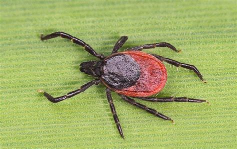What Everyone In San Antonio Ought To Know About Ticks And Lyme Disease