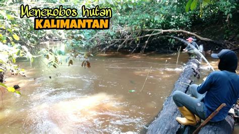 Menelusuri Hutan Kalimantan Timur Ketemu Spot Mancing Yang Paten Youtube