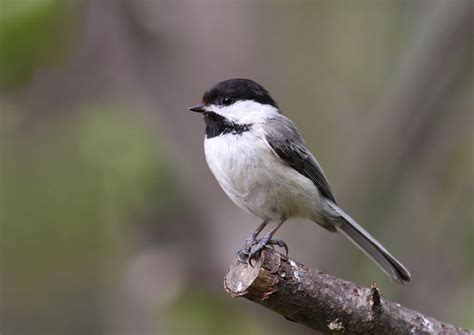 Popular Backyard Birds Of Minnesota With Pictures Birdwatching Tips