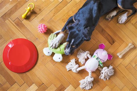 Top 10 Tricks And Toys To Keep Your Dogs Busy When Theyre Alone Val