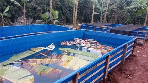 Untuk membuat kolam renang sederhana, maka kamu bisa menerapkan ukuran minimalis yang tidak lebih dari 5 meter persegi. Teknik Membuat Kolam Terpal Kecil di Atas Tanah Bioflok ...