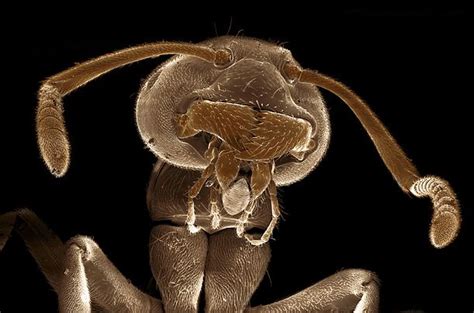 Ant Electron Microscope National Geographic