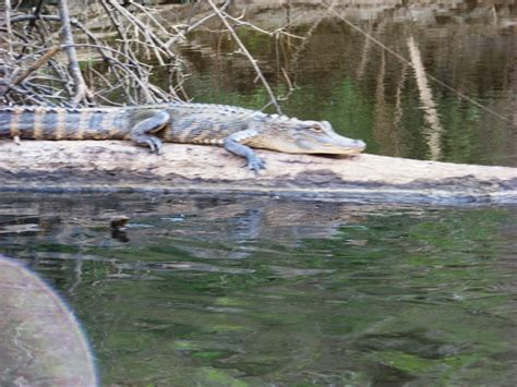 Alligators Panhandle Outdoors