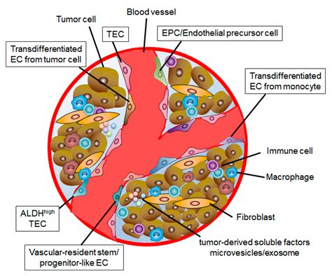 Cancers Free Full Text Tumor Endothelial Heterogeneity In Cancer