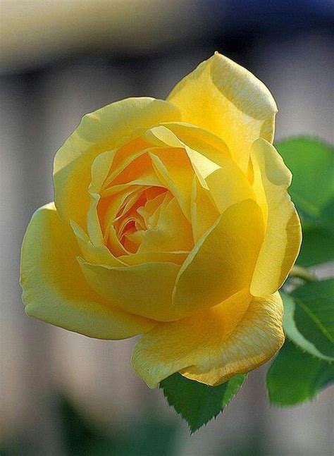 Pin By Id28 On A Flowers 4 Rose Beautiful Rose Flowers Beautiful