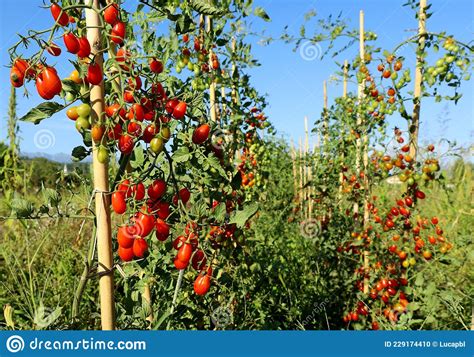 Plum Tomato Plants With Multicolored Fruits At Different Ripening State
