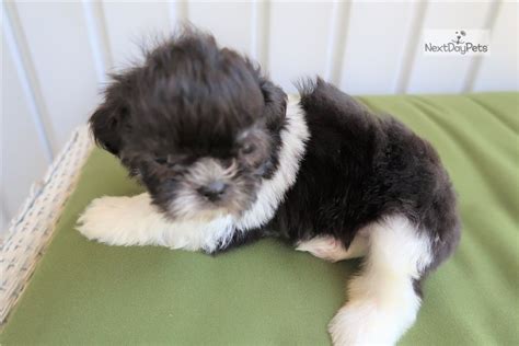 Join millions of people using oodle to find puppies for adoption, dog and puppy listings, and other pets adoption. Matt: Shih Tzu puppy for sale near Kalamazoo, Michigan. | da8cf99f-e311