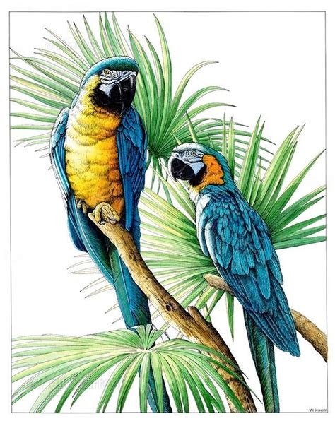 Araras Dibujos Em 2019 Arte De Aves Pájaros Pintados E Pinturas De