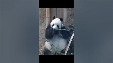 Panda Feiyun Youtube