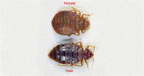Male Bed Bugs Fact 17760