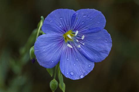 Wild Blue Flax Linum Lewisii Photo By Jacob W Frank Flickr